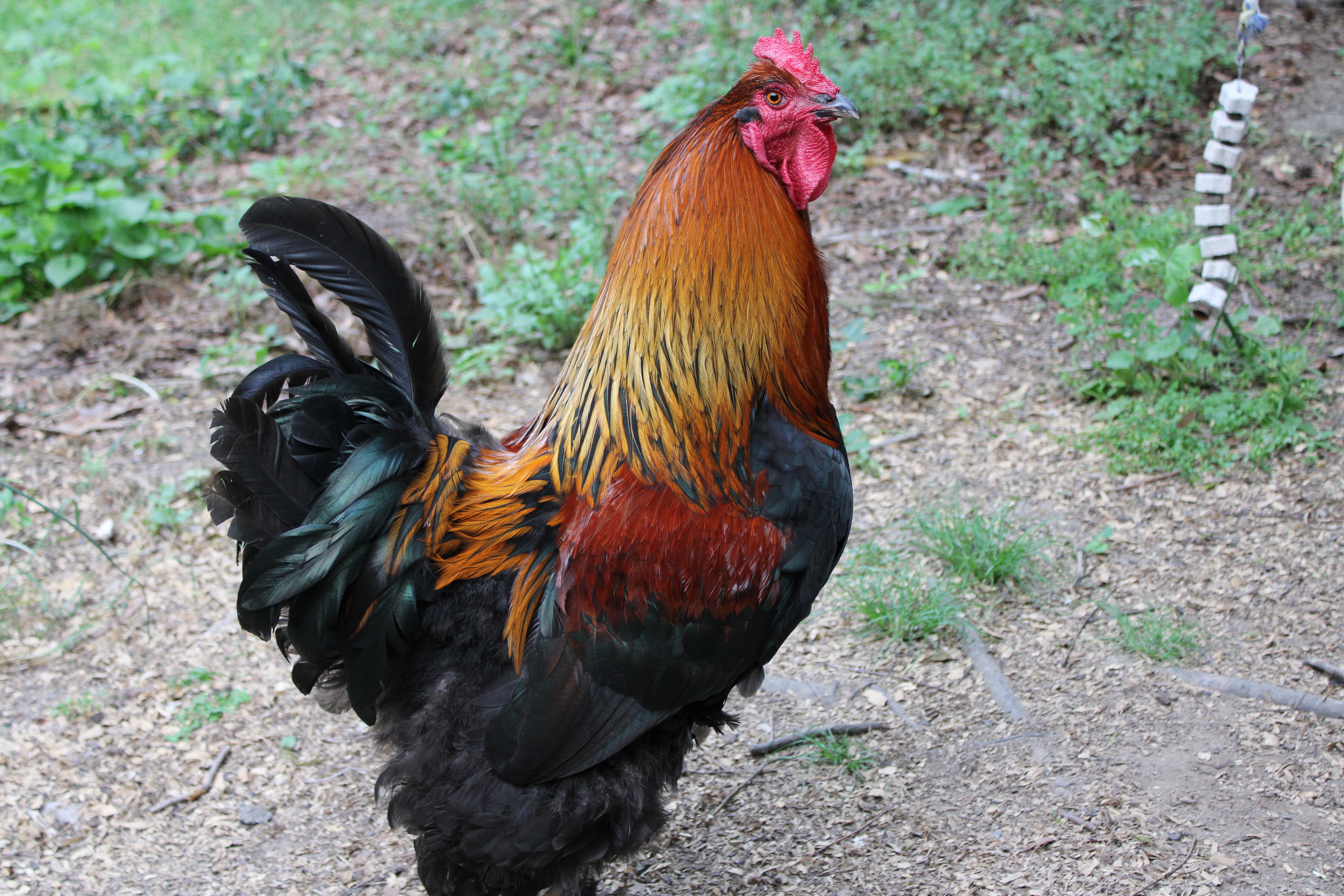 settle for a pic of my cock?