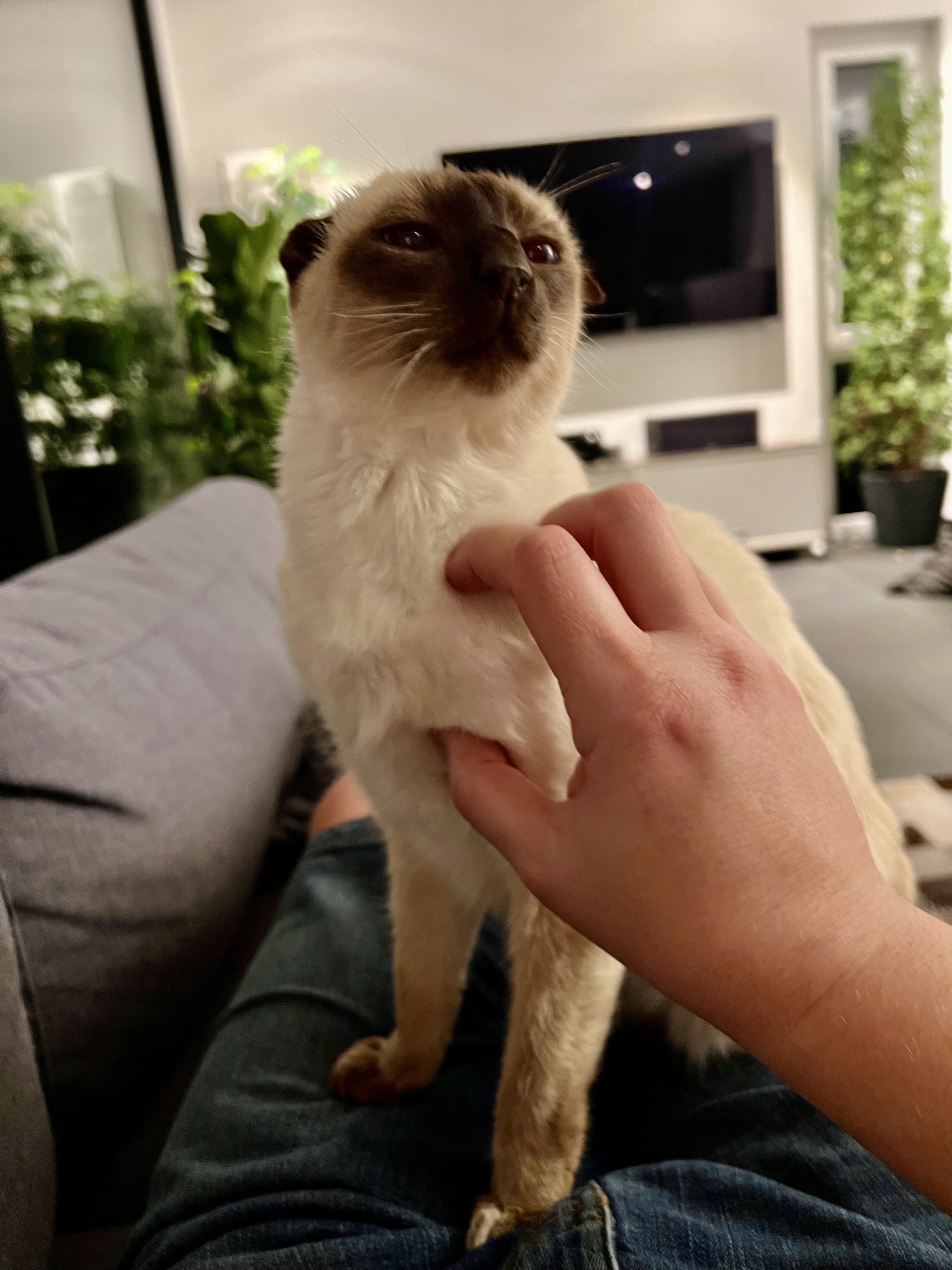 siamese cat with curled ears sitting on my lap, with my hand scratching her between her front paws 